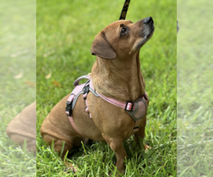 Maple - Female Dachshund-Unknown Mix Dog for Adoption - Photo #4