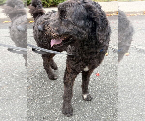 Medium Photo #3 Labradoodle Puppy For Sale in Westwood, NJ, USA