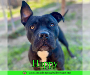 Happy - Female American Pit Bull Terrier-Unknown Mix Dog for Adoption - Photo #4