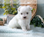 Small Photo #5 Maltese Puppy For Sale in HOLMESVILLE, OH, USA