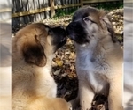 Small Photo #16 Leonberger-Saint Bernard Mix Puppy For Sale in BATH, NY, USA