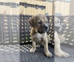 Small #13 Cane Corso-Mastiff Mix