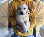 Small Photo #11 English Cream Golden Retriever Puppy For Sale in MC KINNEY, TX, USA