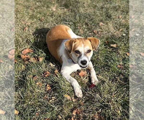 Medium Photo #1 Beagle-Unknown Mix Puppy For Sale in Salt Lake City, UT, USA