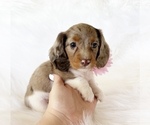 Image preview for Ad Listing. Nickname: AKC BELLE