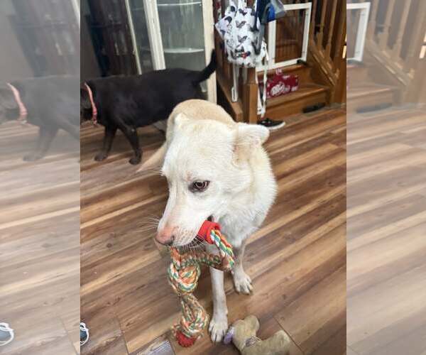 Medium Photo #2 Unknown-white german shepherd Mix Puppy For Sale in Hoffman Estates, IL, USA