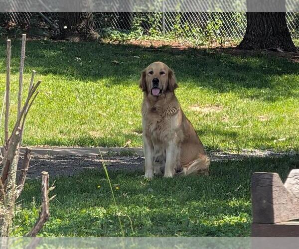 Medium Photo #1 English Cream Golden Retriever Puppy For Sale in HARRISONBURG, VA, USA