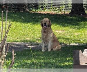 Mother of the English Cream Golden Retriever puppies born on 04/23/2025