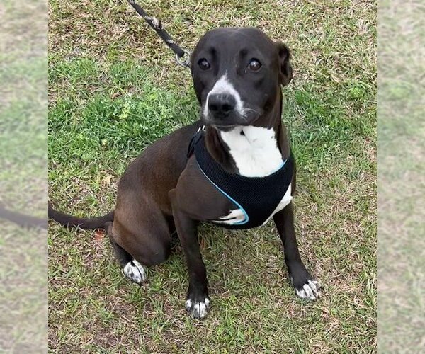 Medium Photo #1 Labrador Retriever-Unknown Mix Puppy For Sale in Tarrytown, GA, USA