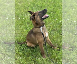 Dutch Shepherd -Unknown Mix Dogs for adoption in Estherville, IA, USA