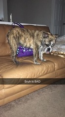 English Bulldogge Puppy for sale in RICHMOND, VA, USA