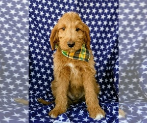 Goldendoodle Puppy for sale in QUARRYVILLE, PA, USA