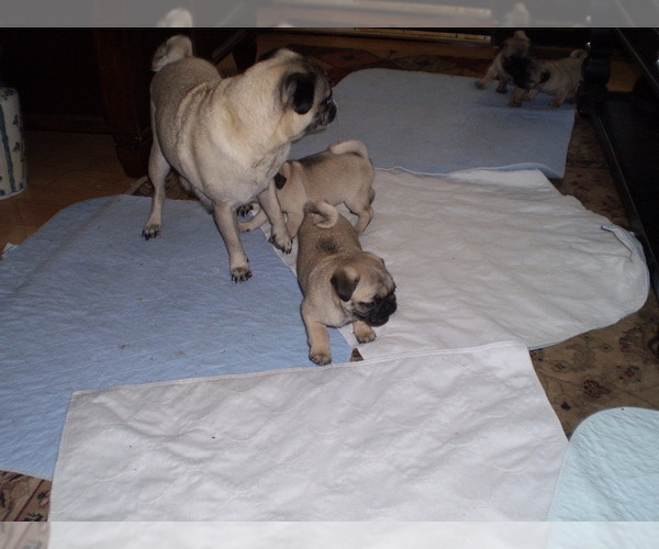 Medium Photo #8 Pug Puppy For Sale in NEW CASTLE, IN, USA