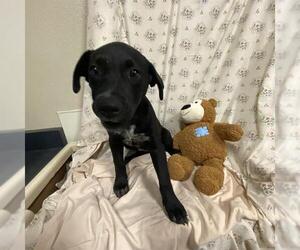 Labrador Retriever-Unknown Mix Dogs for adoption in Modesto, CA, USA
