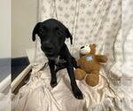 *KRISTIN - Female Labrador Retriever-Unknown Mix Dog for Adoption - Small photo