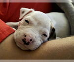 Small #1 Mutt