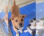 Small #11 American Staffordshire Terrier
