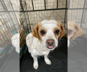 Mutt Dogs for adoption in Cranston, RI, USA
