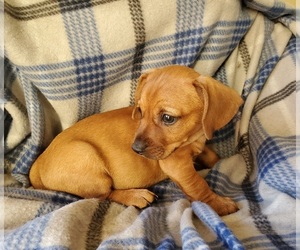 Doxie-Pin Puppy for Sale in NOCONA, Texas USA