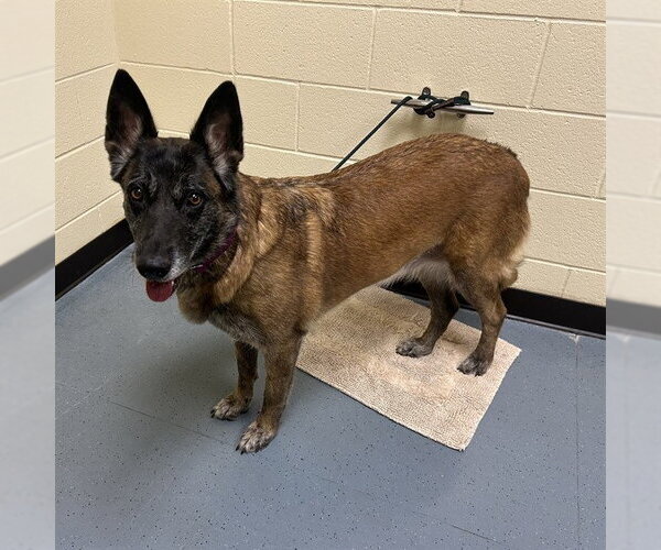 Medium Photo #1 Holland Shepherd Puppy For Sale in Denver, CO, USA