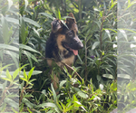 Small Photo #9 German Shepherd Dog Puppy For Sale in WELLINGTON, FL, USA