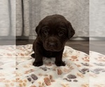 Small Photo #9 Labrador Retriever Puppy For Sale in BILLINGS, MT, USA