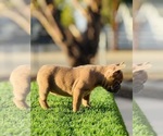 Small #3 French Bulldog