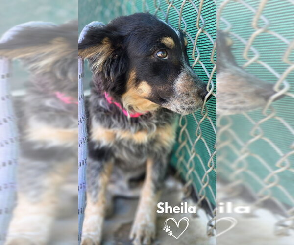 Medium Photo #2 Border-Aussie Puppy For Sale in Monte Vista, CO, USA