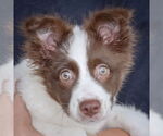 Small #5 Australian Shepherd-Pomeranian Mix
