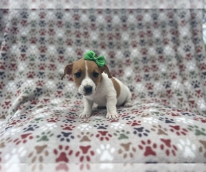 Jack Russell Terrier Puppy for sale in LAKELAND, FL, USA