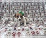 Image preview for Ad Listing. Nickname: Ellie