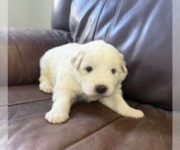 Medium Photo #2 Great Pyrenees Puppy For Sale in CORY, IN, USA