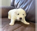 Small #1 Great Pyrenees