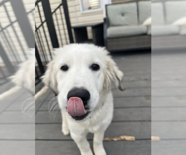 Medium Photo #7 Maremma Sheepdog Puppy For Sale in Bountiful, UT, USA