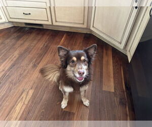 Chihuahua-Unknown Mix Dogs for adoption in Holly Springs, NC, USA