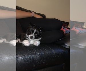 Australian Shepherd-Pooranian Mix Puppy for sale in RAEFORD, NC, USA