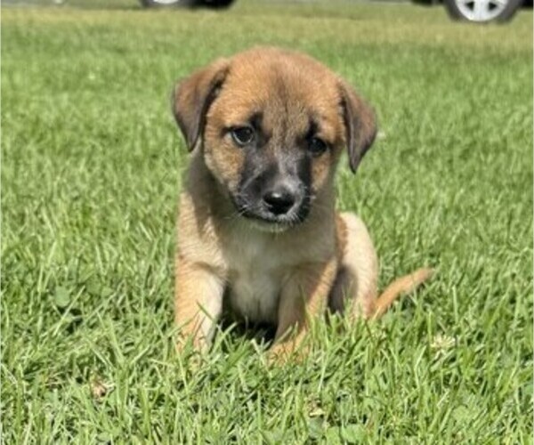 Medium Photo #1 Rat Terrier Puppy For Sale in WITHEE, WI, USA