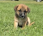 Image preview for Ad Listing. Nickname: Brownie