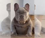 Small #10 French Bulldog