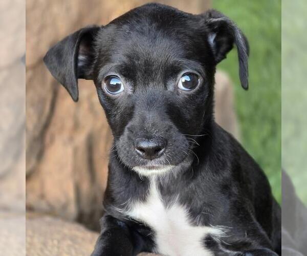 Medium Photo #6 Chihuahua-Colonial Cocker Spaniel Mix Puppy For Sale in San Diego, CA, USA