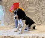 Small #2 English Springer Spaniel