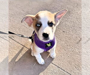 Mutt Dogs for adoption in Laramie, WY, USA