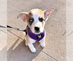Small Mutt