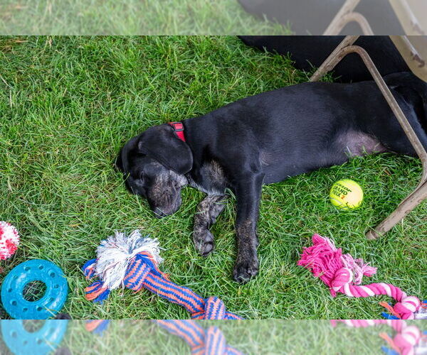 Medium Photo #4 Mutt Puppy For Sale in Mundelein, IL, USA
