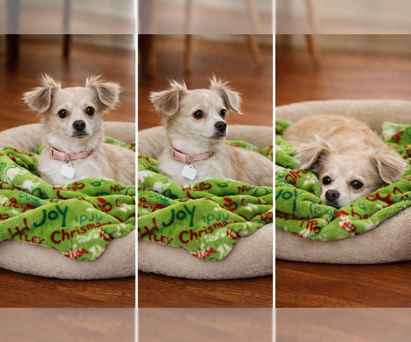 Medium Photo #1 Chiweenie Puppy For Sale in Oakhurst, NJ, USA