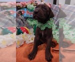 Small Photo #132 Great Dane Puppy For Sale in SPRAGGS, PA, USA