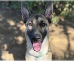 Small Photo #1 Mutt Puppy For Sale in Martinez, CA, USA