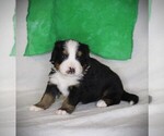 Small #2 Bernese Mountain Dog