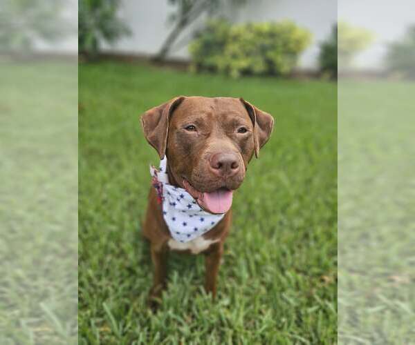Medium Photo #1 Mutt Puppy For Sale in  Gainesville, FL, USA
