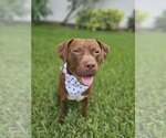 Small Mutt